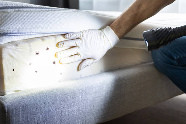 Best Flea Control Services  in Sunbury, OH