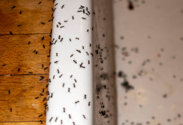 Insect Control in Sunbury, OH